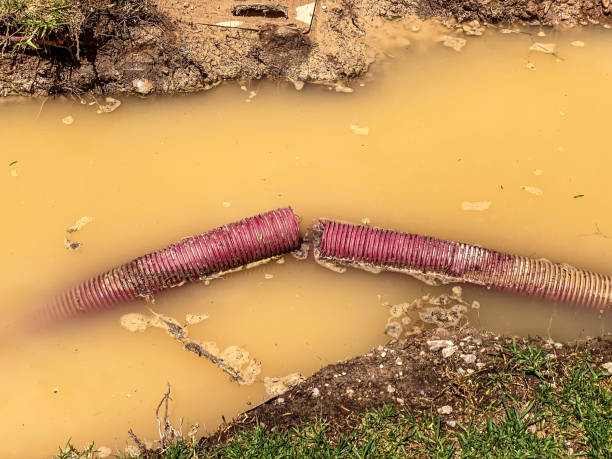 Best Professional water damage repair  in Mascoutah, IL